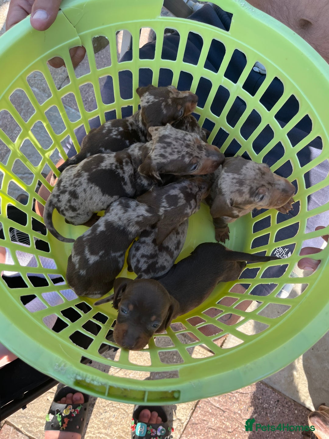 Miniature Dachshund dogs for sale: Beautiful miniature dachshund pups  - Image 14