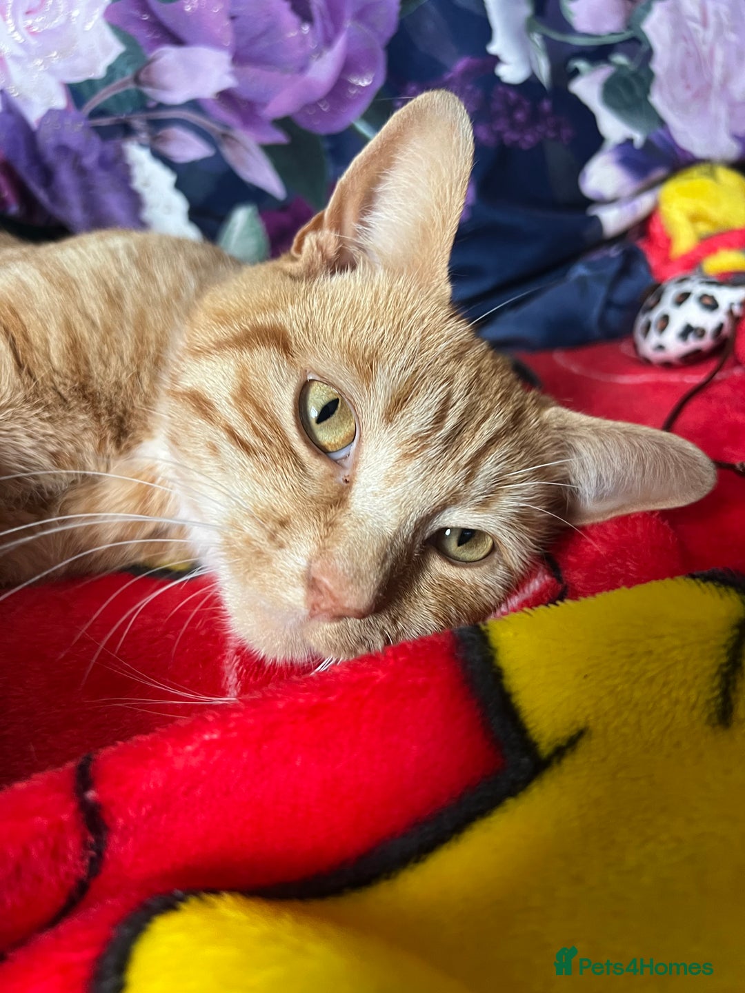 Mixed Breed cats for sale: Male ginger cat  - Image 12
