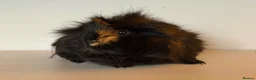 Guinea Pig rodents for sale: Guinea Pigs in South Ockendon - Advert 4