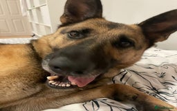 Mixed Breed dogs for adoption: Our Lovely Lucia in Witney - Image 1