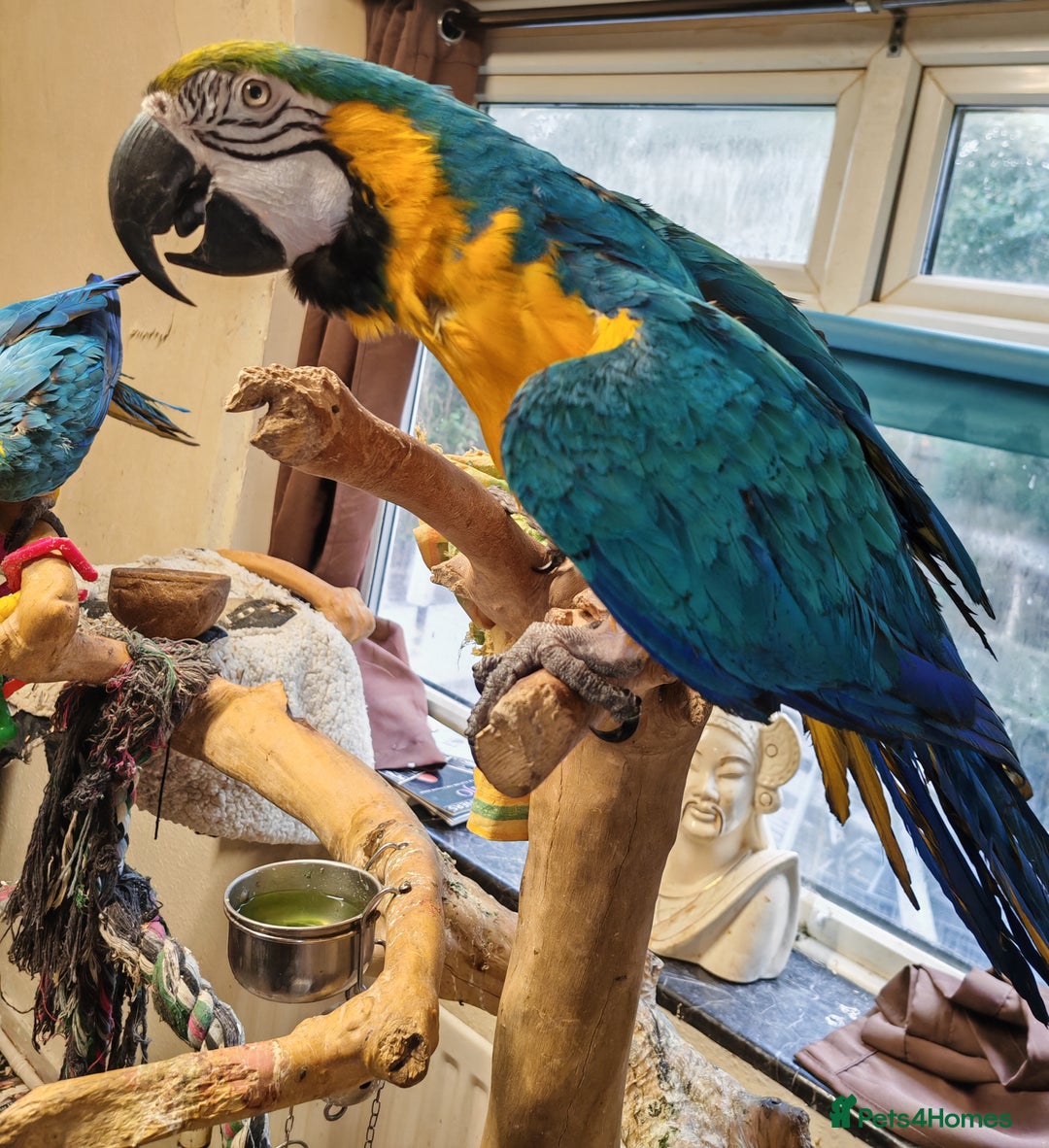 Macaws birds for sale: 2 blue and gold macaws  - Image 2