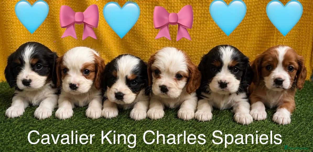 Cavalier King Charles Spaniel dogs 🐾Cavalier King Charles Spaniels- Dad DNA tested🐾 - Advert 2