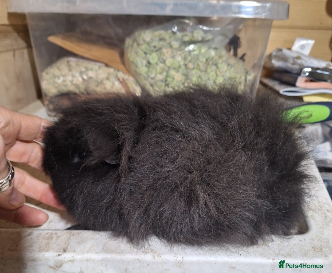 Guinea Pig rodents for sale: Pair of Guinea pig sows ( girls) ready now  - Advert 2