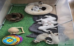 Ragdoll cats for sale: Pure ragdoll kittens for sale - Image 11