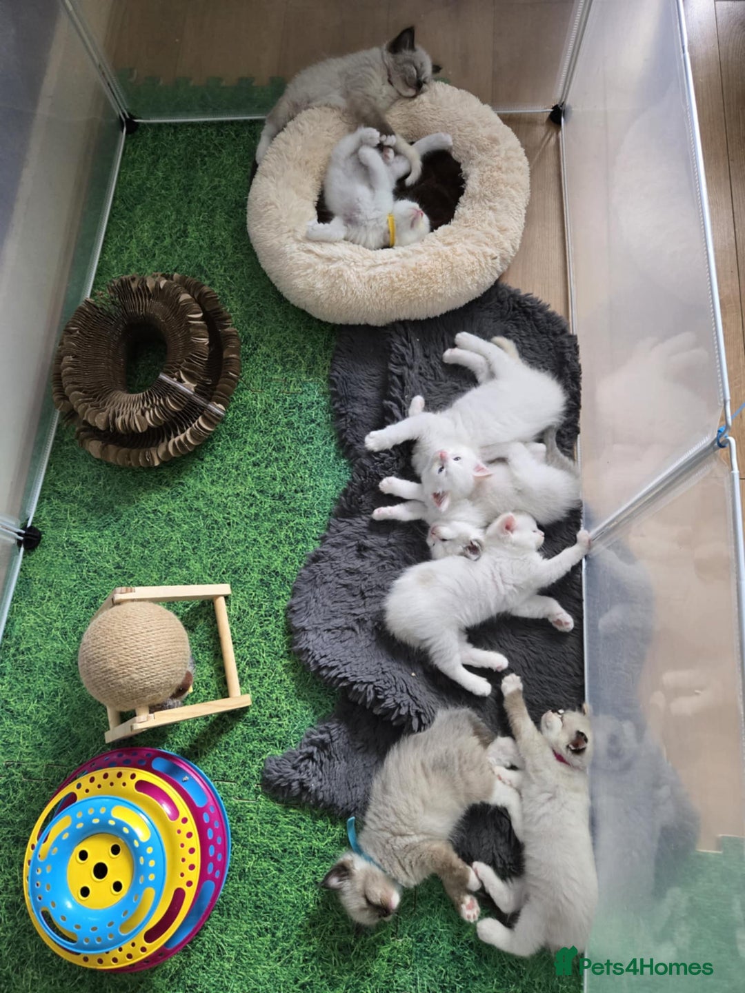 Ragdoll cats for sale: Pure ragdoll kittens for sale - Image 11
