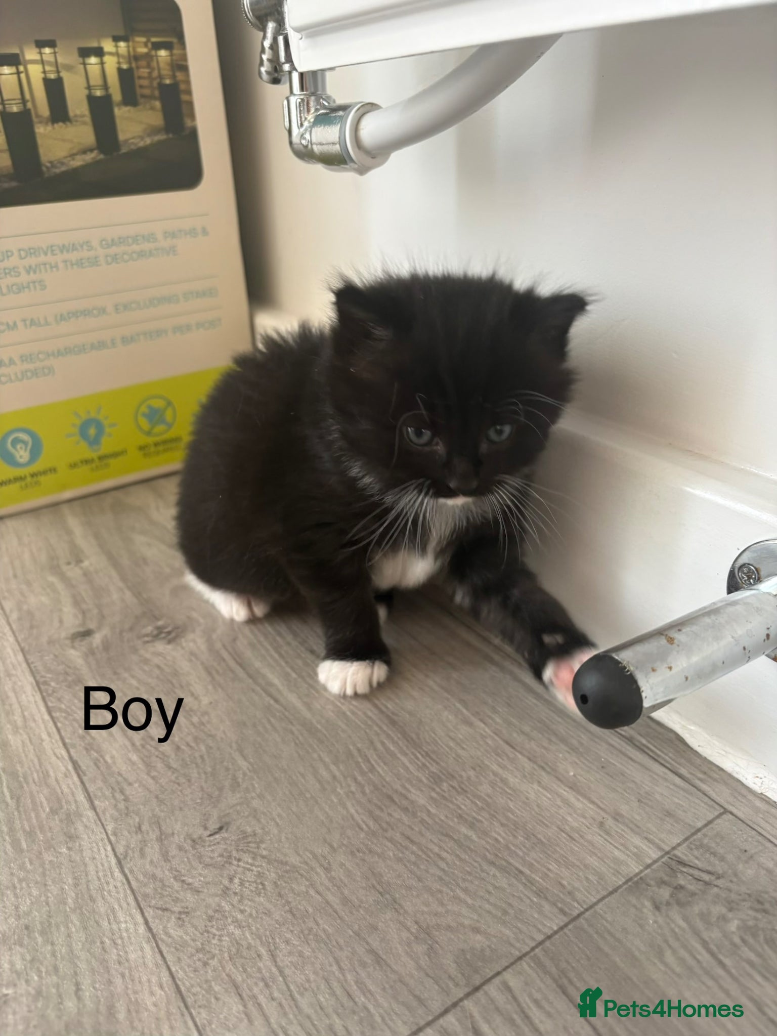 Mixed Breed cats for sale: Siberian x Ragdoll - Advert 5