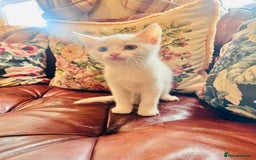 Mixed Breed cats for sale: *READY NOW* 3 Beautiful White Kittens - Image 11