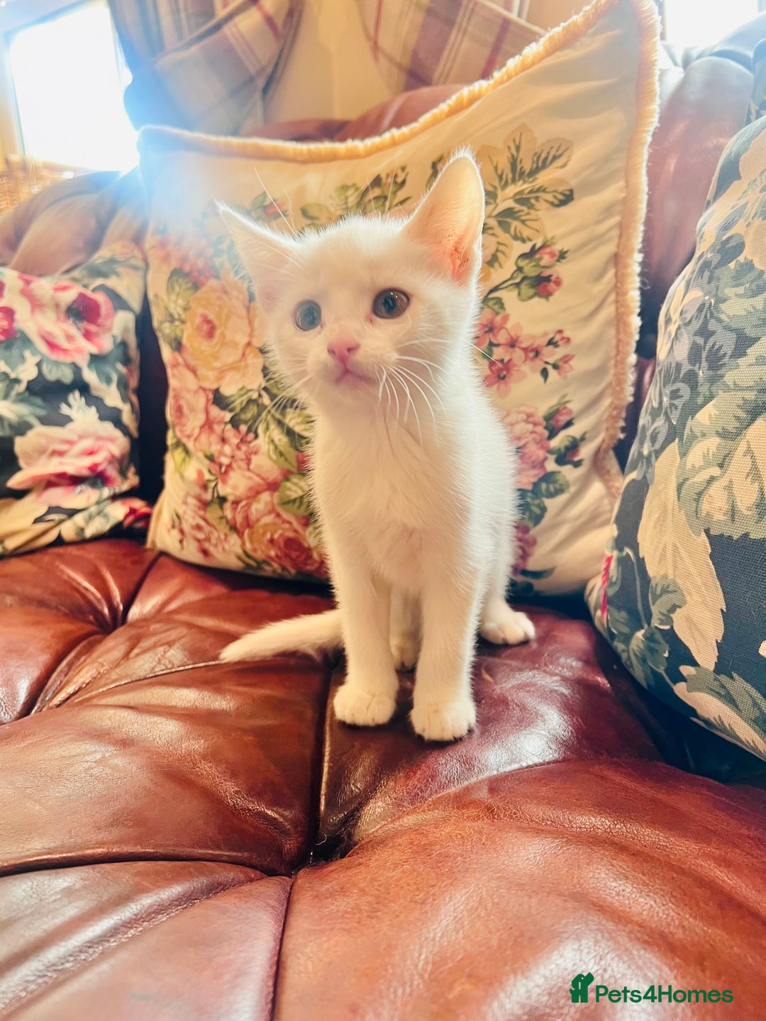 Mixed Breed cats for sale: *READY NOW* 3 Beautiful White Kittens - Image 11