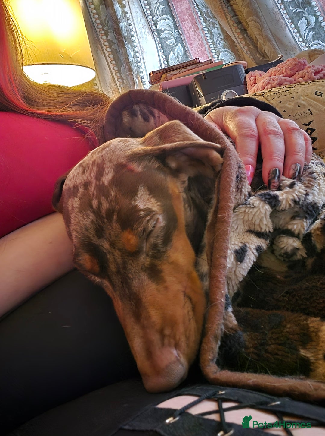 Dachshund dogs for sale: Loving dachshund  - Image 4