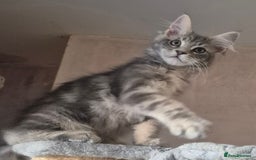 Maine Coon cats for sale: Beautiful Maine Coon kittens  - Image 17