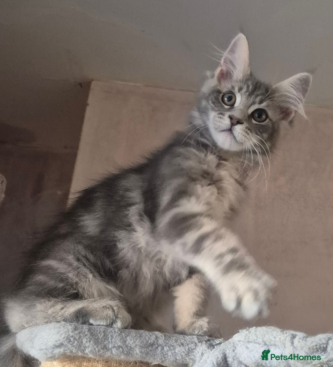 Maine Coon cats for sale: Beautiful Maine Coon kittens  - Image 17