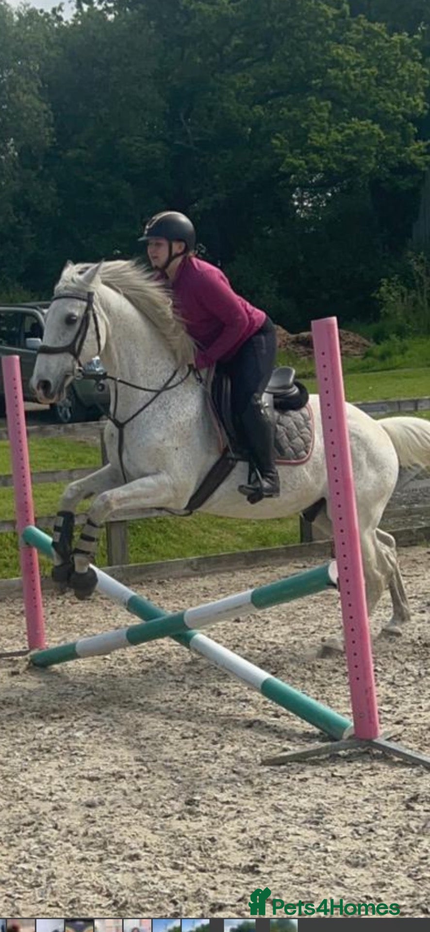 Irish Sports horses Gorgeous handsome all rounder for sale  - Advert 15