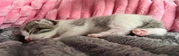 Mixed Breed cats for sale: Gorgoeus Kitten for its Forever Home - Advert 4