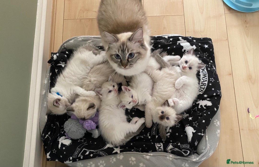 Ragdoll cats for sale: GCCF Seal point and bi colour Ragdoll Kittens - Image 32