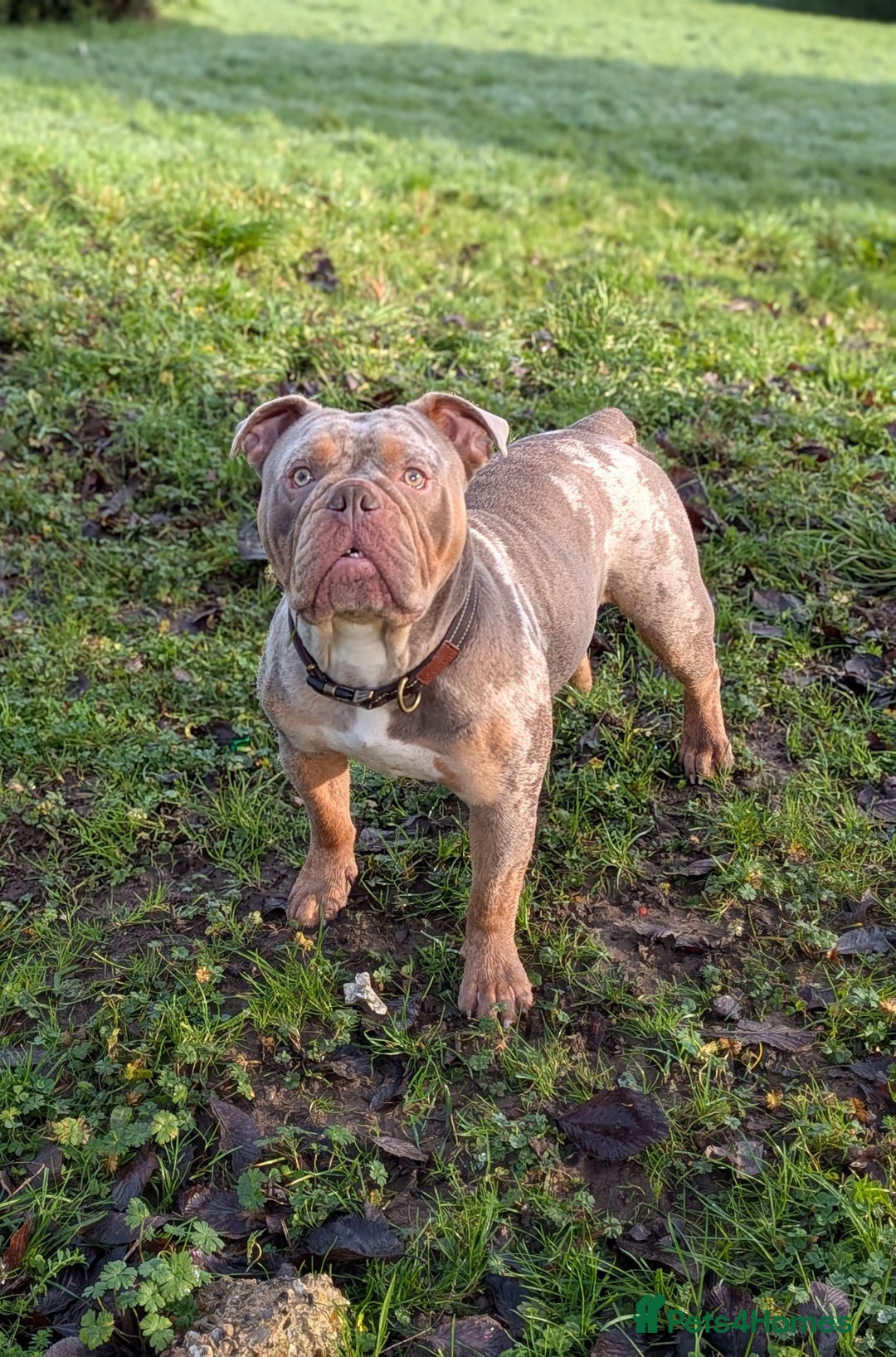 Olde English Bulldogge dogs for stud: NEBBR registered olde English bulldog  - Advert 3