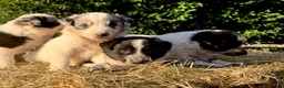 Border Collie dogs for sale: Beautiful Border Collies, proven agility obedience - Advert 14