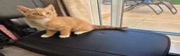 Mixed Breed cats for sale: Kittens Ready for New Homes - Advert 5
