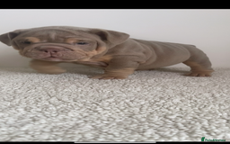 English Bulldog dogs for sale: Top quality English bulldog puppies  - Image 7