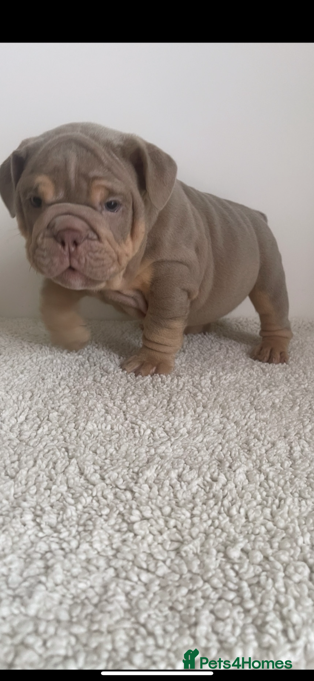 English Bulldog dogs for sale: Top quality English bulldog puppies  - Image 7