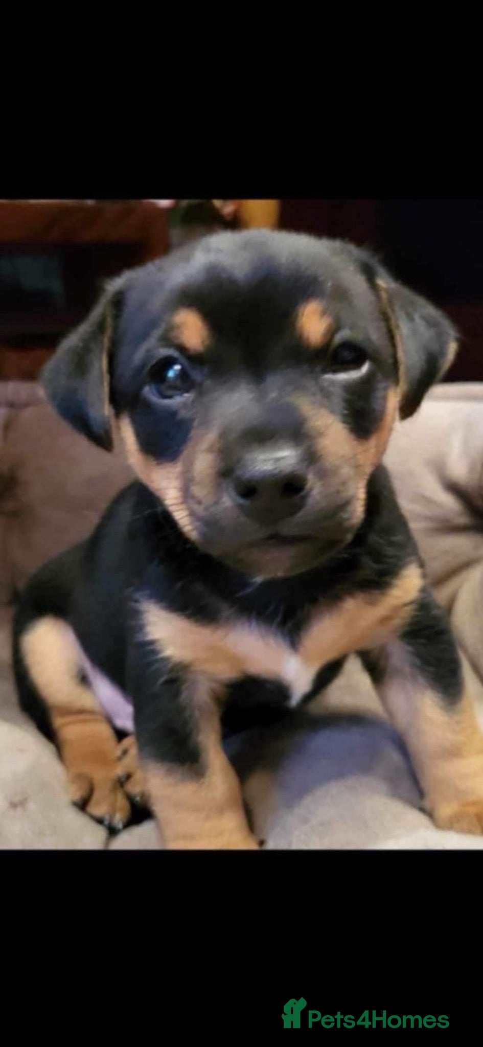 Jack Russell dogs Denzel proven Jack Russell.. new to the stud world - Advert 2