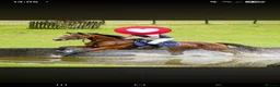 Irish Sports horses for sale: Clover 🍀  - Advert 8