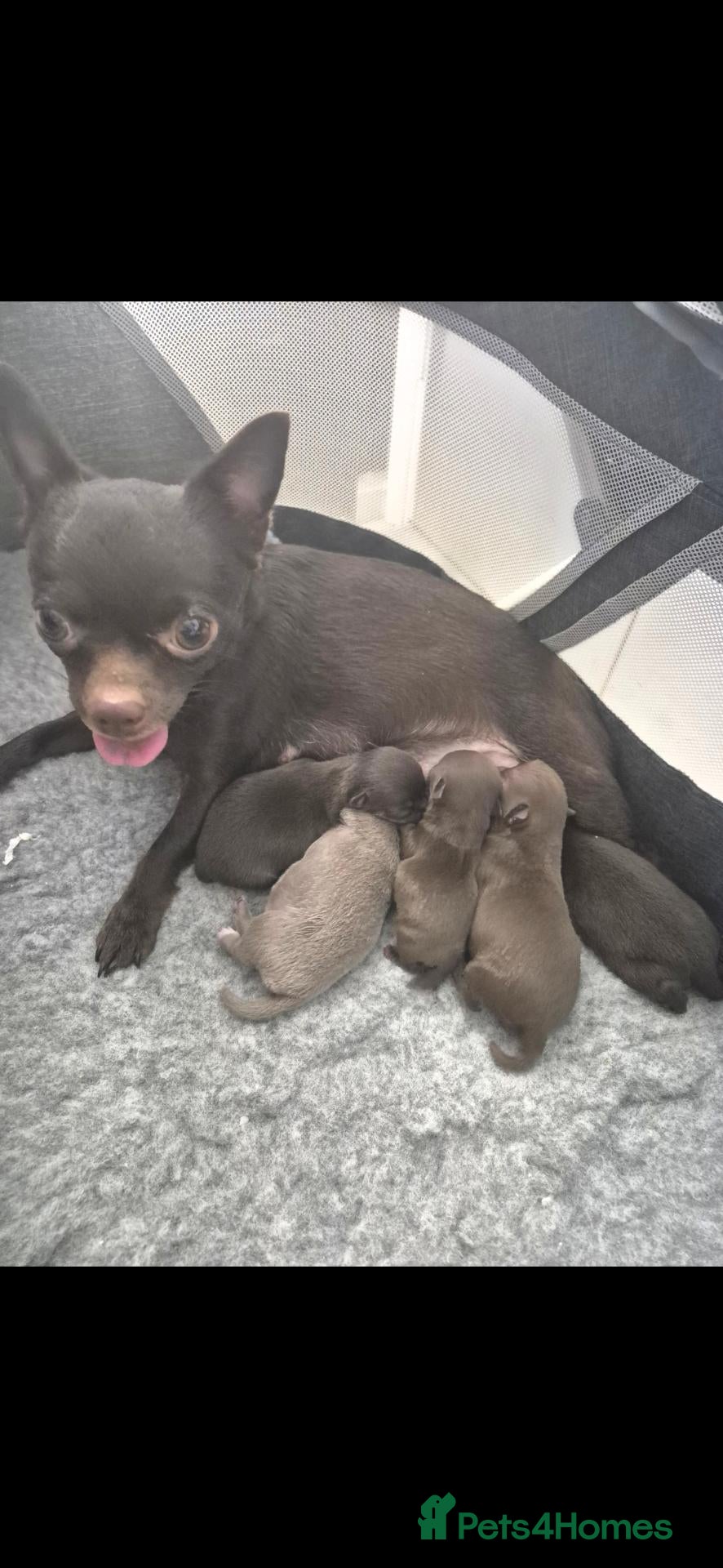 Chihuahua dogs 3x chocolate boys ready for a new home now now - Advert 1