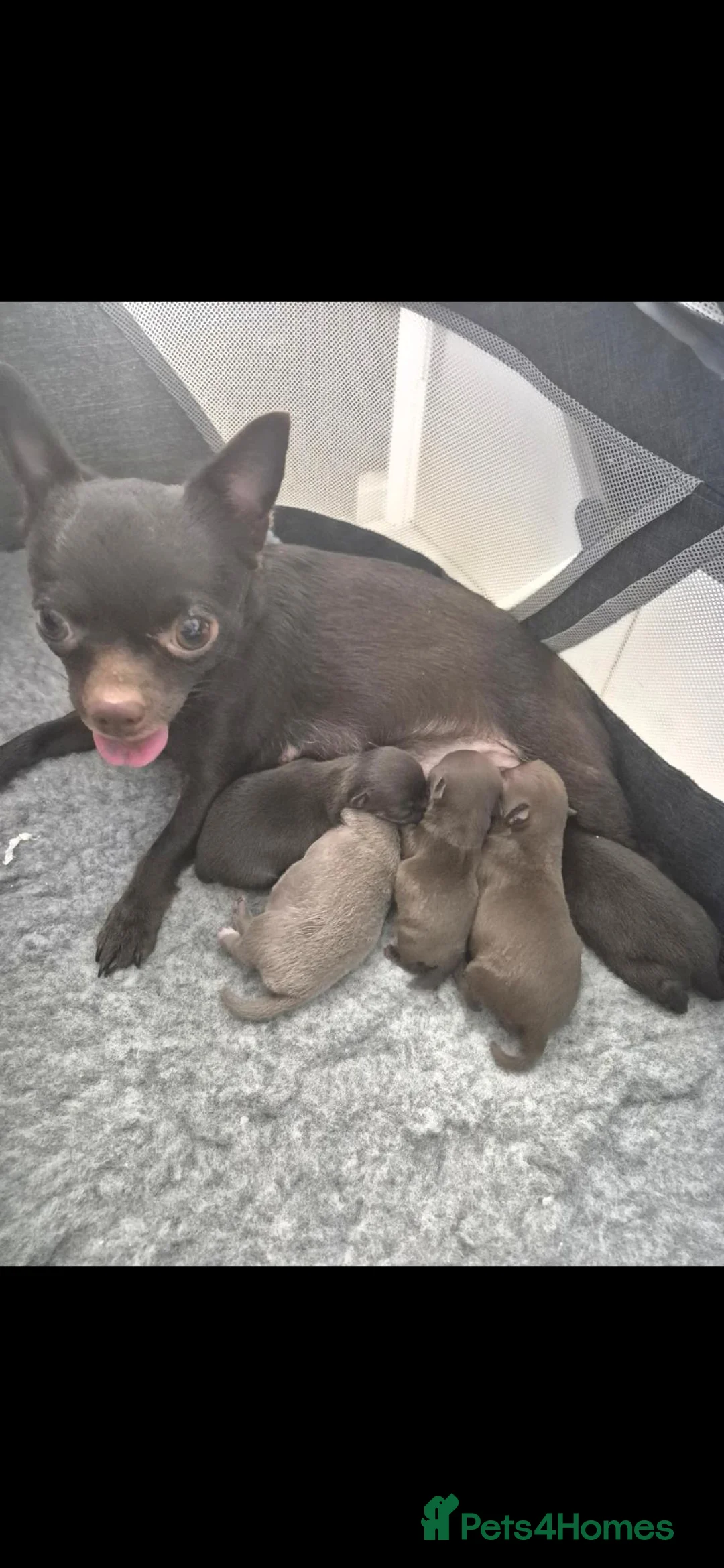 Chihuahua dogs for sale: 3x chocolate boys ready for a new home now now - Advert 1