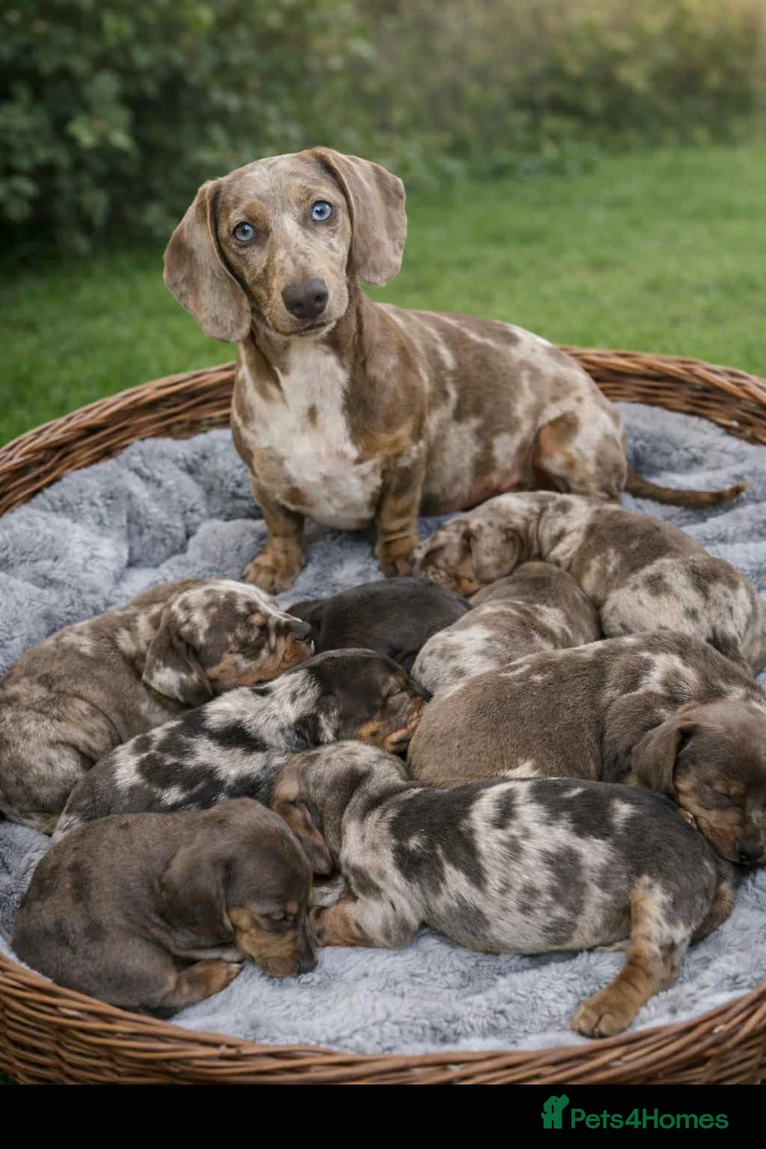 Miniature Dachshund dogs for sale: Miniature Dachshunds - Advert 8