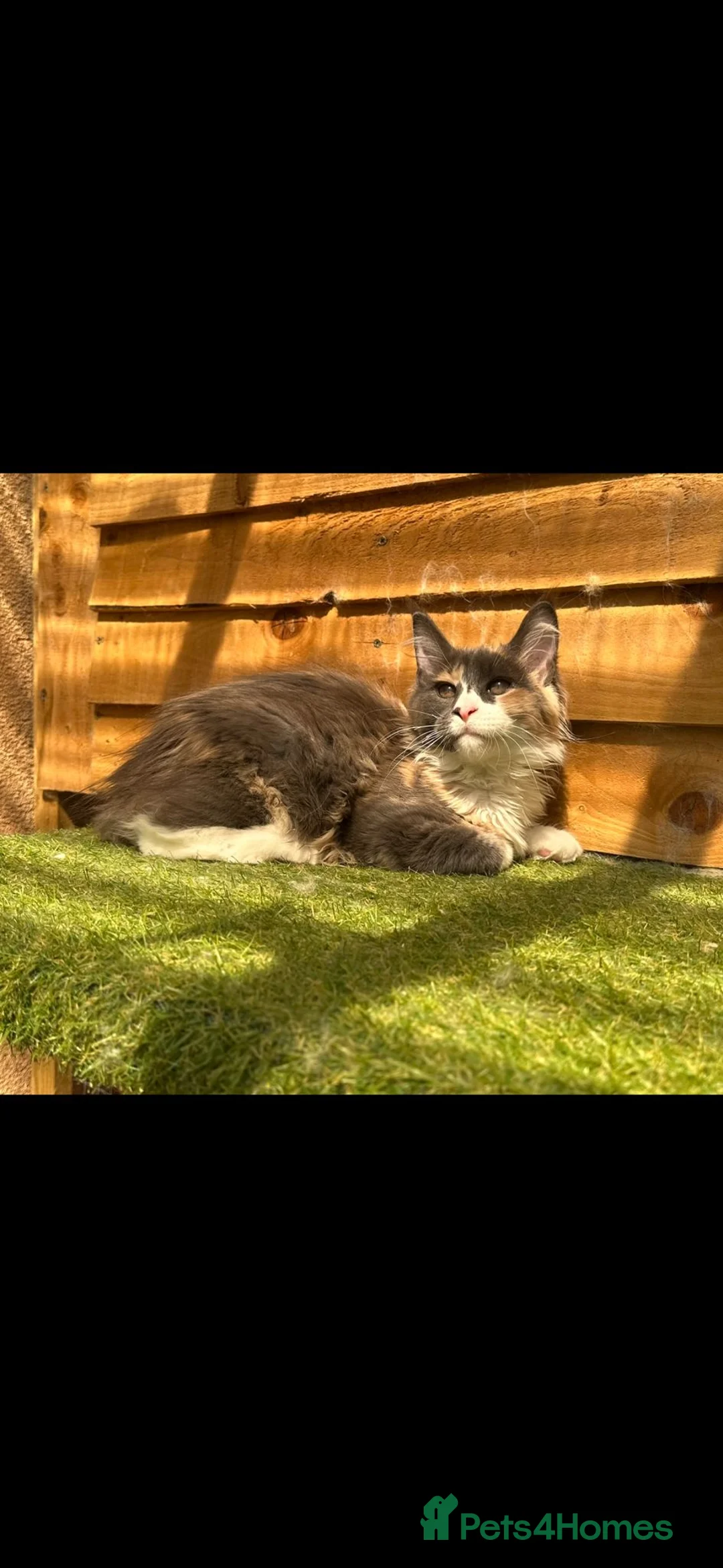 Maine Coon cats for stud: Dual registered Champion winner Maine coon stud in Manningtree - Advert 18