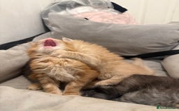 Maine Coon cats for sale: Beautiful main coon kittens for sale  - Advert 10