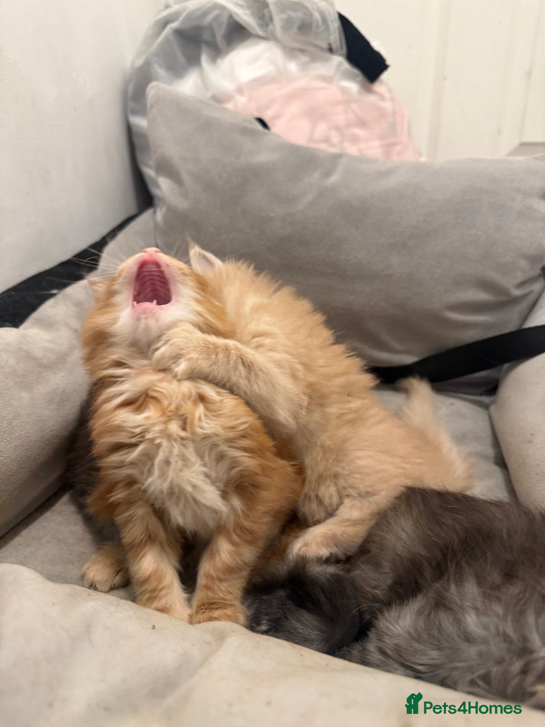 Maine Coon cats for sale: Beautiful main coon kittens for sale  - Advert 10