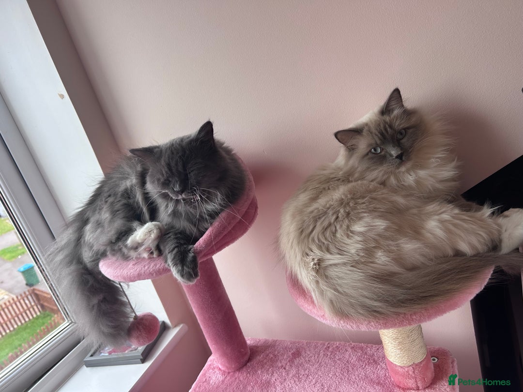 Ragdoll cats for sale: 3 Year Old Beautiful Female Ragdoll  - Image 9
