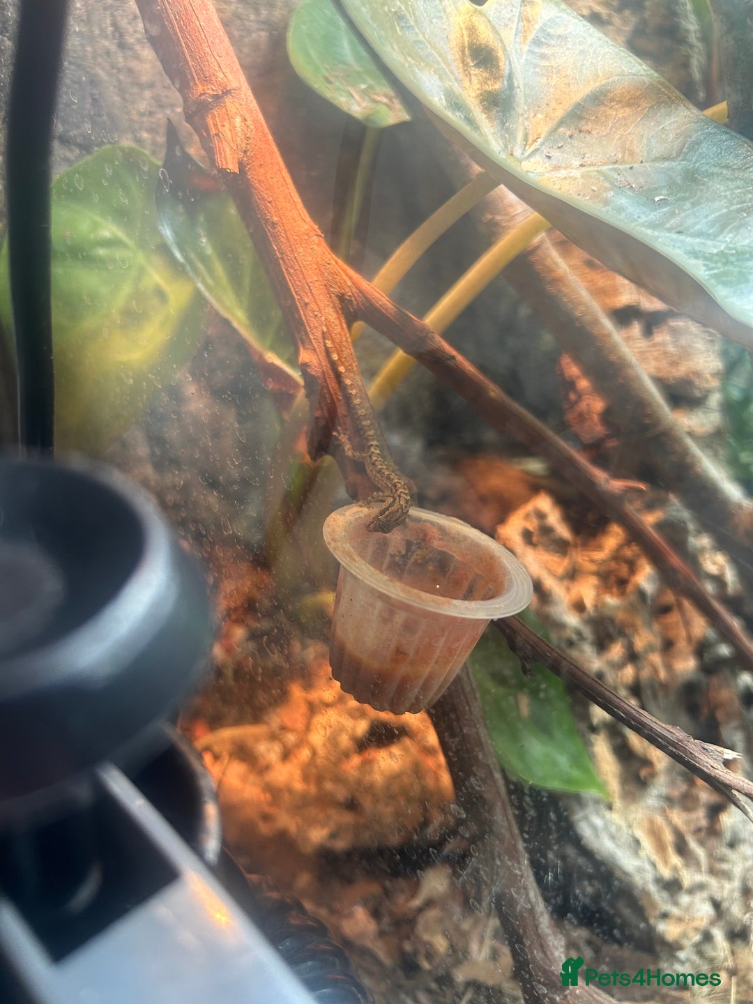 Gecko reptiles for sale: 4 mourning geckos for sale with enclosure  - Advert 3