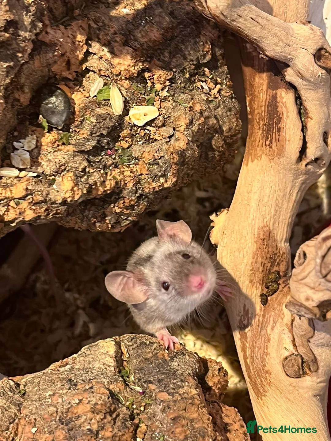 Mouse rodents for sale: 3 Female Mice  - Advert 1