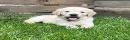Golden Retriever dogs for sale: KC Registered Vet Health Checked Puppies - Advert 3