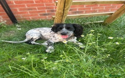 Cocker Spaniel dogs for stud: Beautiful blue roan cocker spaniel for STUD! - Image 7