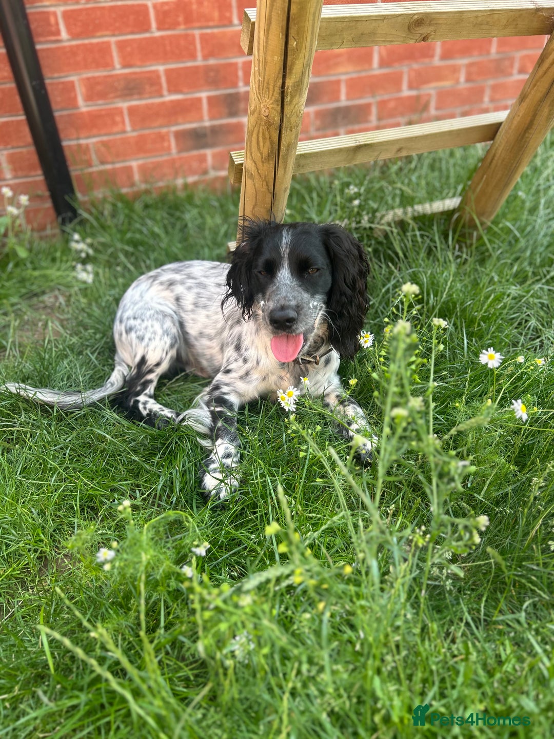 Cocker Spaniel dogs for stud: Beautiful blue roan cocker spaniel for STUD! - Image 7