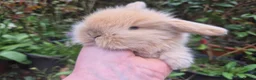 Mini Lop rabbits for sale: 🧡STUNNING TEDDYWIDDER X MINI LOP BABIES 🧡 - Advert 20