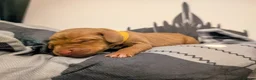 Hungarian Vizsla dogs for sale: Vizsla Puppies Looking for Their Forever Homes 🐾 in Saint Asaph - Advert 8