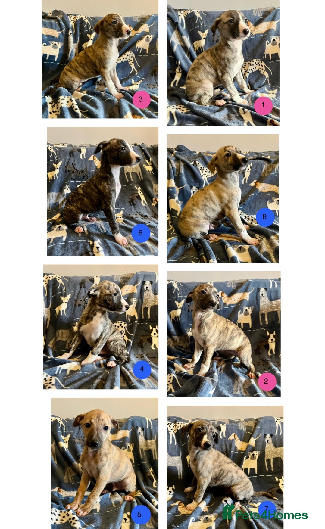 Whippet dogs KC Reg Whippet Puppies - Advert 5