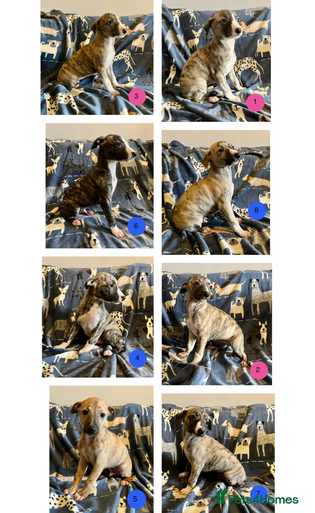 Whippet dogs for sale: KC Reg Whippet Puppies - Advert 1