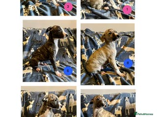 Whippet dogs KC Reg Whippet Puppies - Advert 5