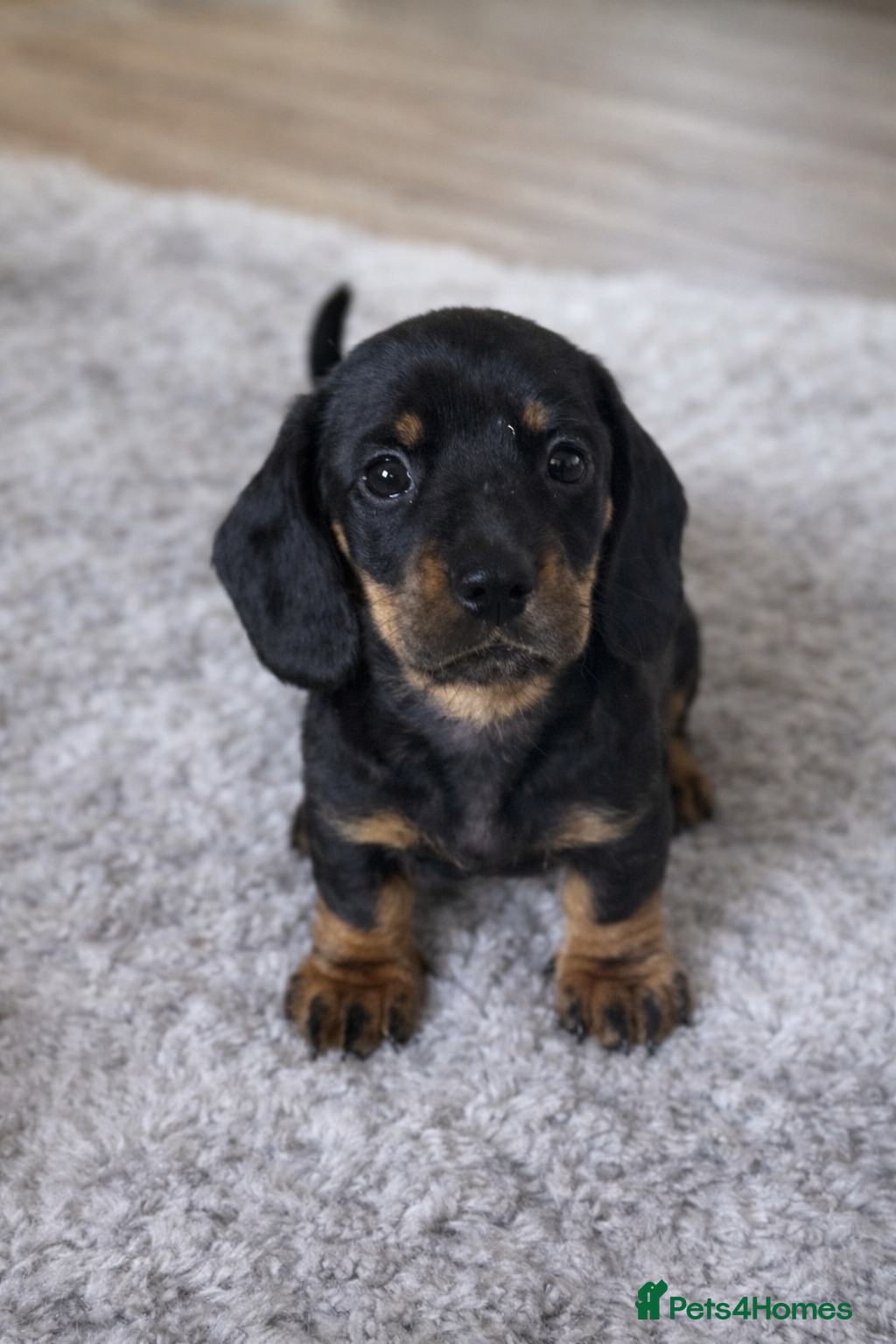 Miniature Dachshund dogs Stunning Dachshund puppies 5 star licenced - Advert 2