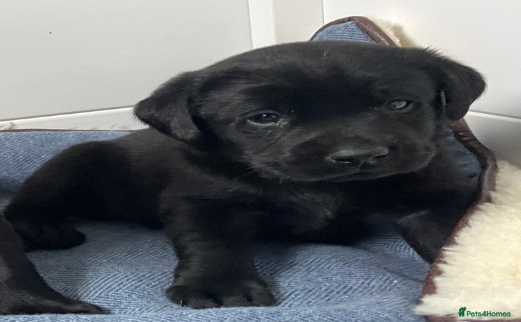 Labrador Retriever dogs - Advert 2