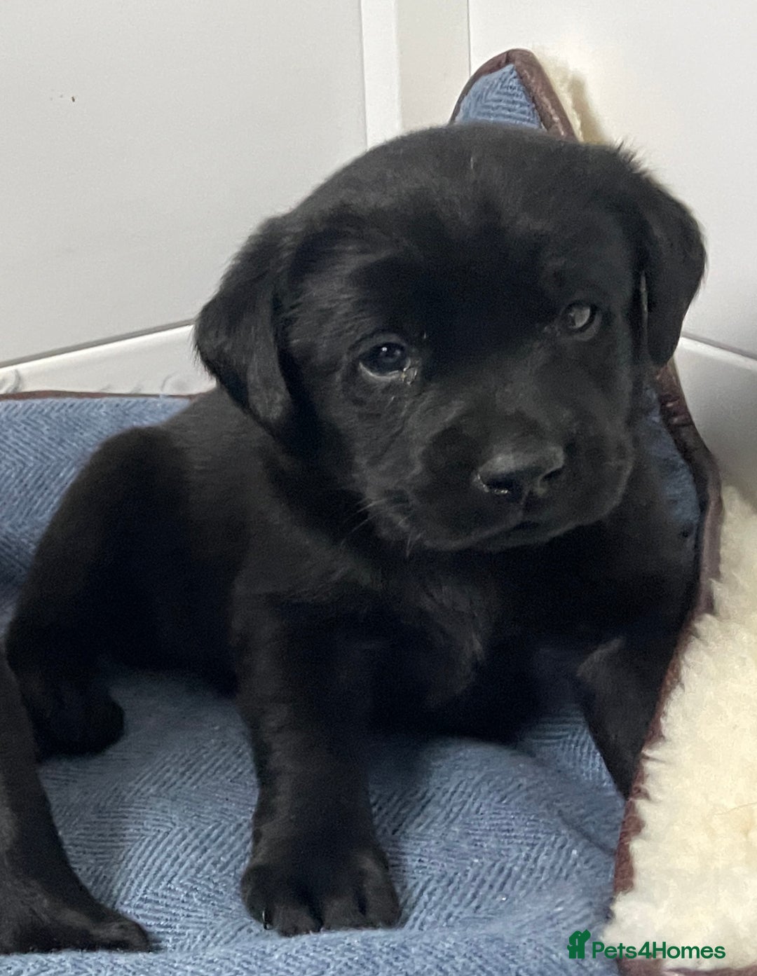 Labrador Retriever dogs for sale: KC Black Puppies,Extensively health tested parents - Image 1