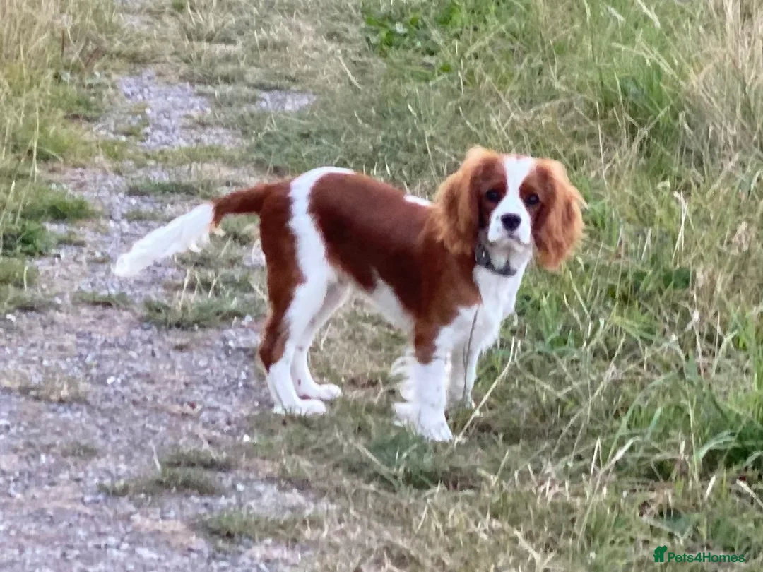 Cavalier King Charles Spaniel dogs for sale: Cavalier King Charles spaniel male 17 months  - Advert 5