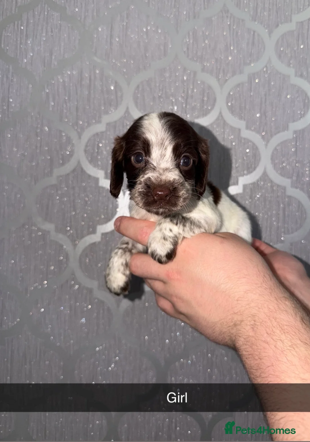 Cocker Spaniel dogs for sale: Cocker Spaniel Puppies for sale  - Advert 1