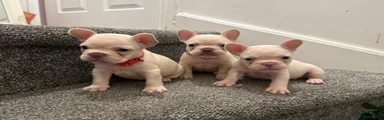 French Bulldog 3