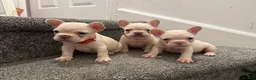 French Bulldog dogs for sale: KC reg French bulldogs Ready 7th August ❤️❤️❤️ - Advert 15