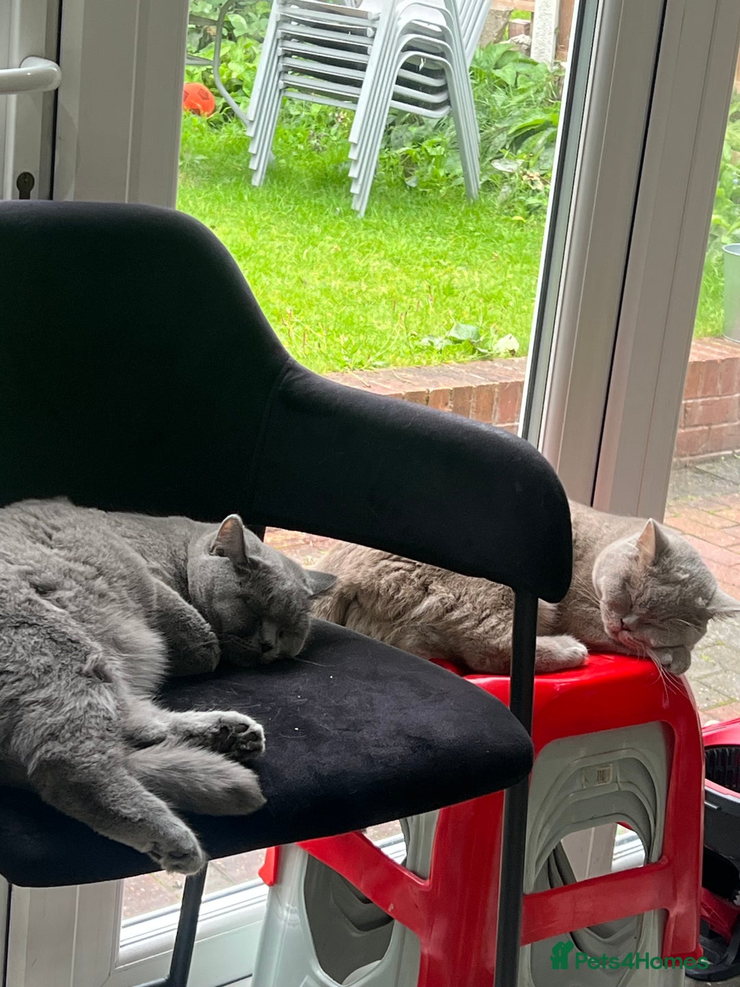 British Shorthair cats for sale: Grey British shorthair  - Image 5